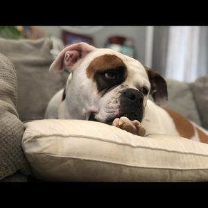 Meet your Posher, David